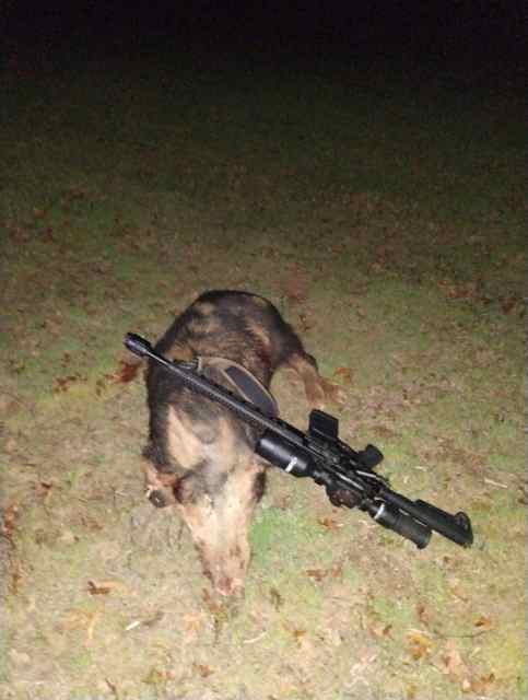 Hog hunts thermal /NV or day hunts .