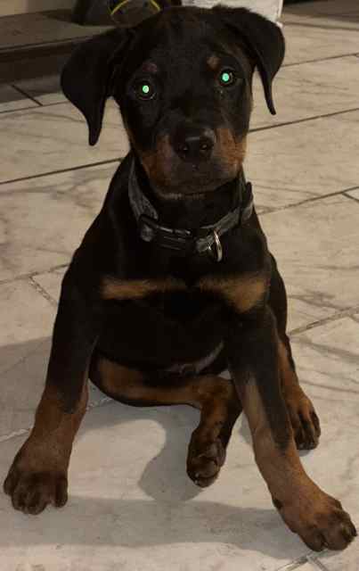 2 month old male German Rottweiler pup