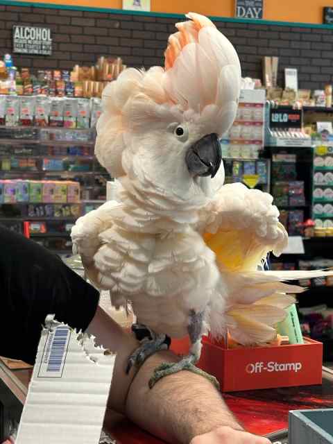 Moluccan cockatoo 