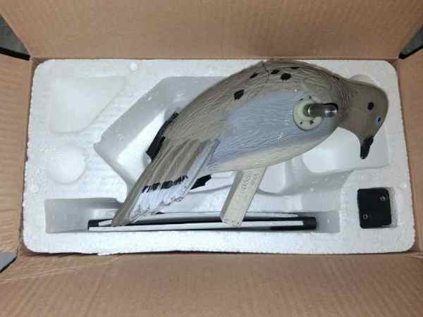 Dove5F.jpg