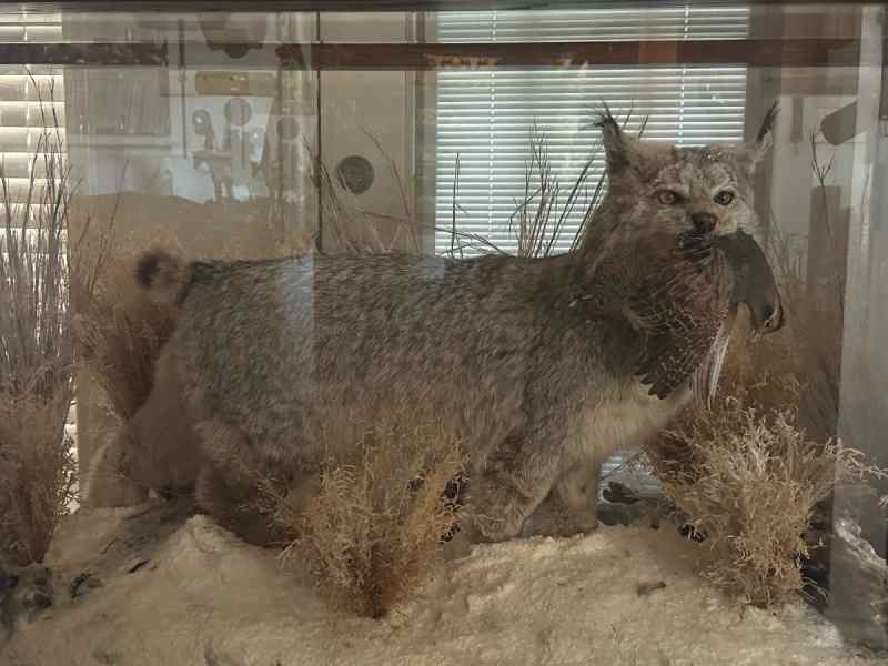 Canadian Snow Lynx with Quail in it&#039;s Mouth