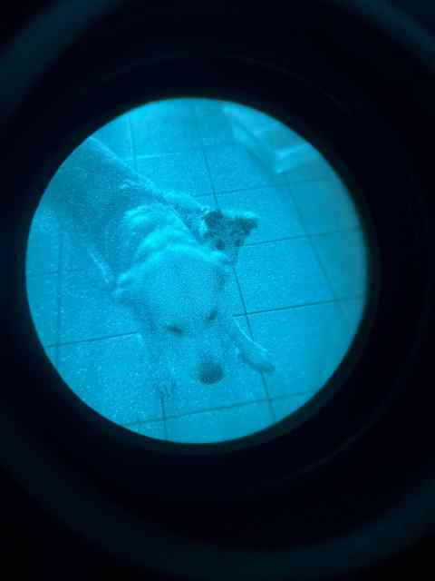 PVS-14 night vision (2880 FOM)